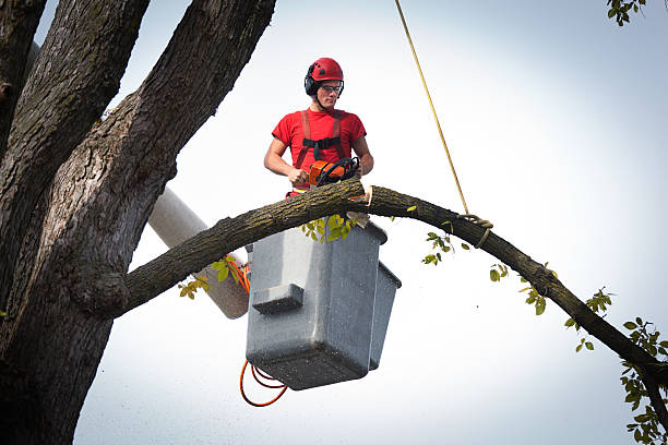 Best Emergency Tree Removal  in Hinton, WV